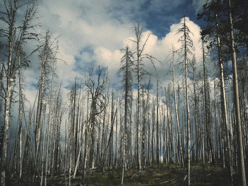 [W] Mewtwo GX, Rayquaza VMAX